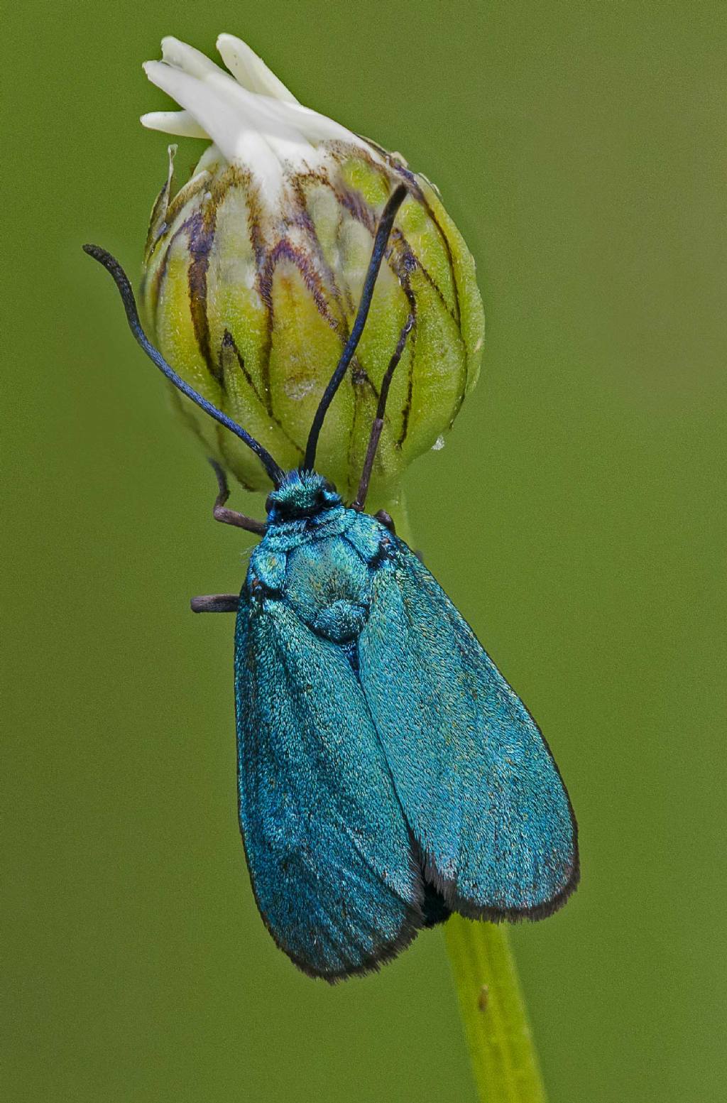 Identificazione lepidottero - Zygaenidae (Adscita sp. o Jordanita sp.).